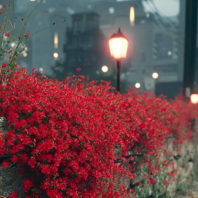 Red flowering bush with a blurred street lamp and lights in the background