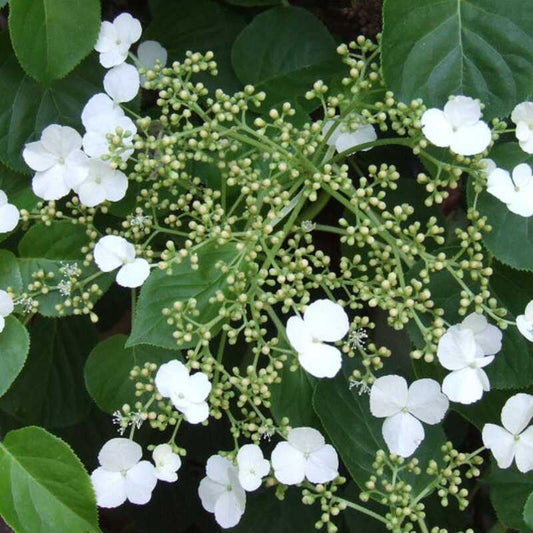 Climbing Hydrangea Vine Seeds – Hydrangea anomala petiolaris