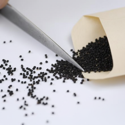 Rebutia cactus seeds spilling from a seed packet with tweezers