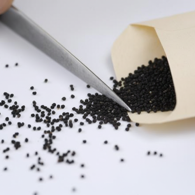 Rebutia cactus seeds spilling from a seed packet with tweezers