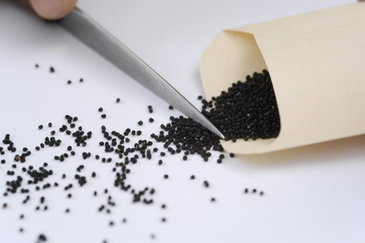 Rebutia cactus seeds spilling from a seed packet with tweezers