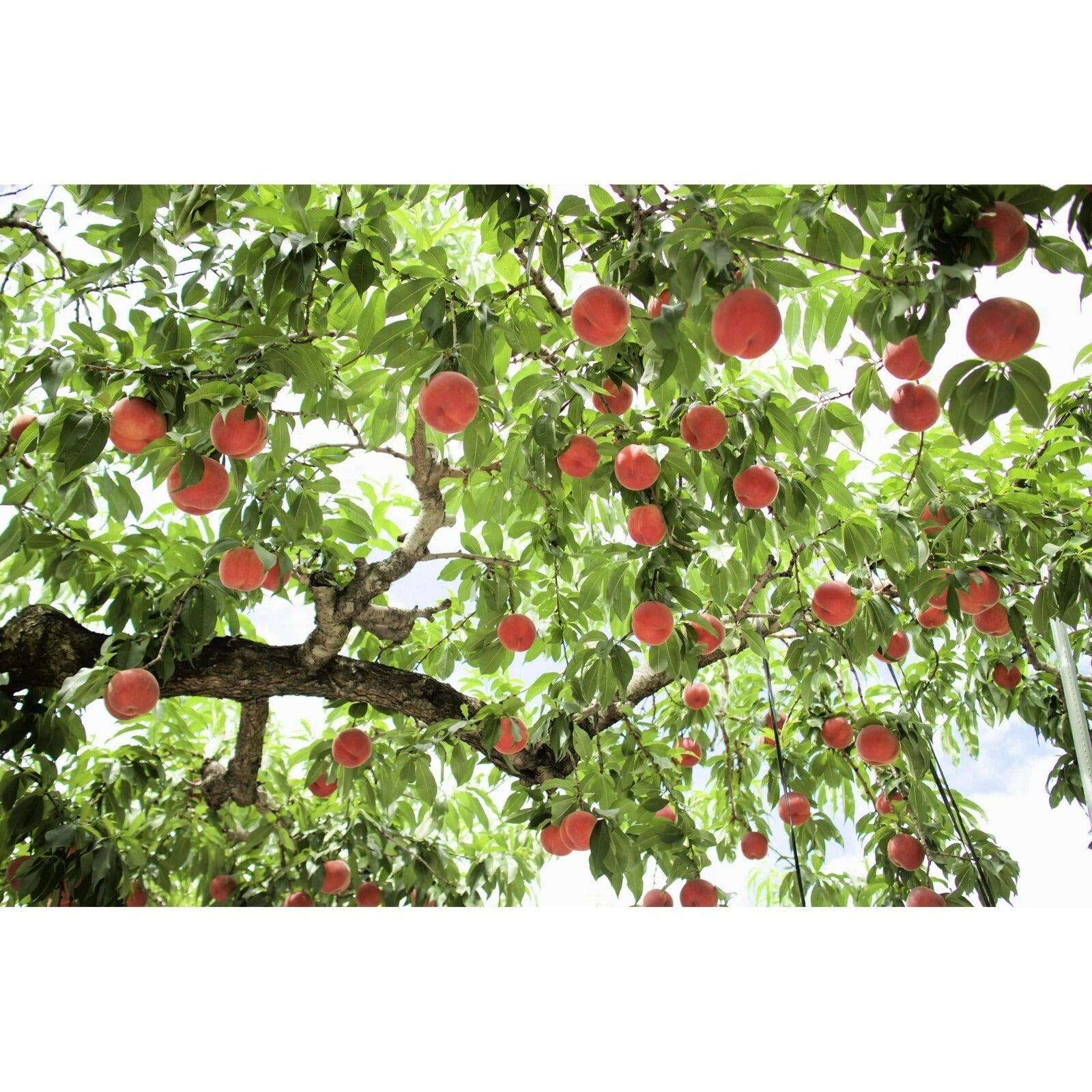 Tree with red fruits against a white background