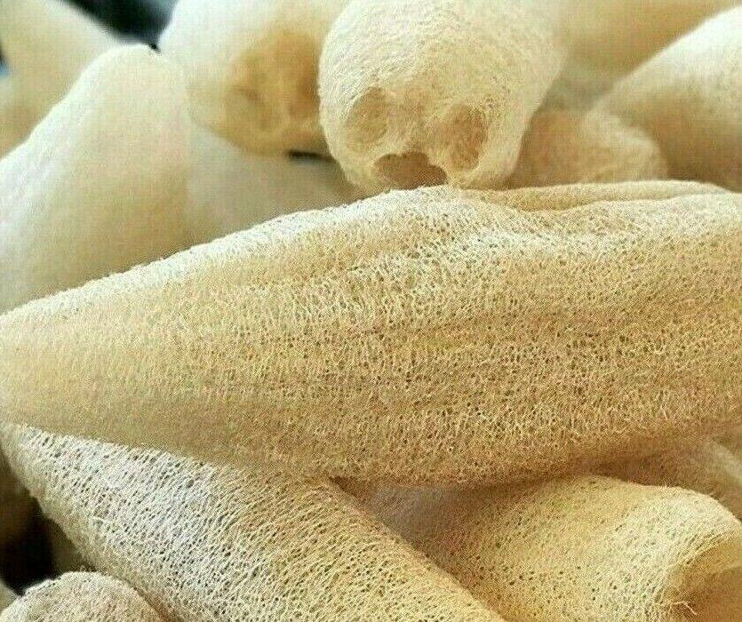 Loofah Gourd Seeds (Luffa cylindrica) – Natural Sponge Plant