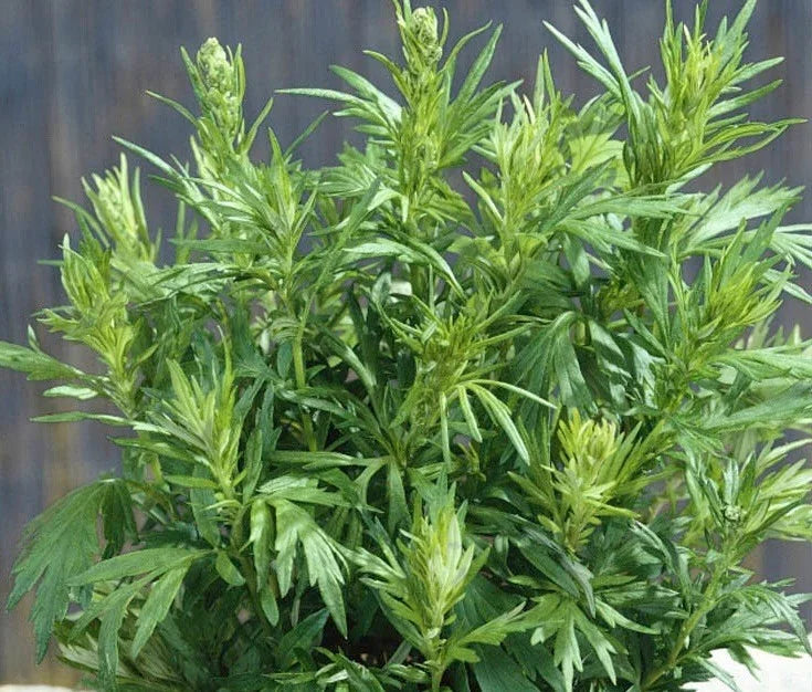 Mugwort Seeds (Artemisia vulgaris) – Hardy Perennial Herb