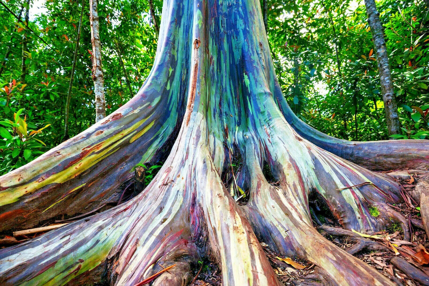 50 Rainbow Eucalyptus Tree Seeds – Fast-Growing Tropical Gum