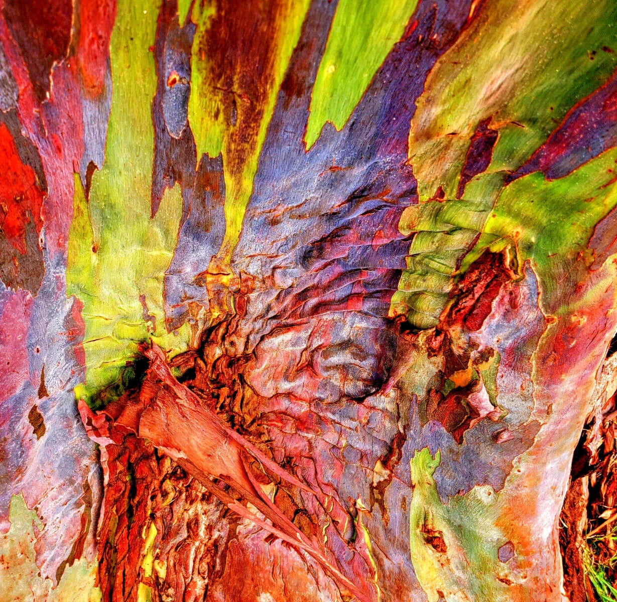 50 Rainbow Eucalyptus Tree Seeds – Fast-Growing Tropical Gum