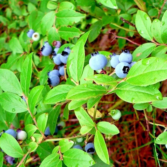 European Blueberry (Bilberry) Vaccinium myrtillus Heirloom Seeds