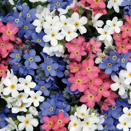 500 Forget Me Not Mix Seeds