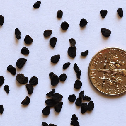 20 Albuca Concordiana Succulent Seeds