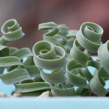 20 Albuca Concordiana Succulent Seeds