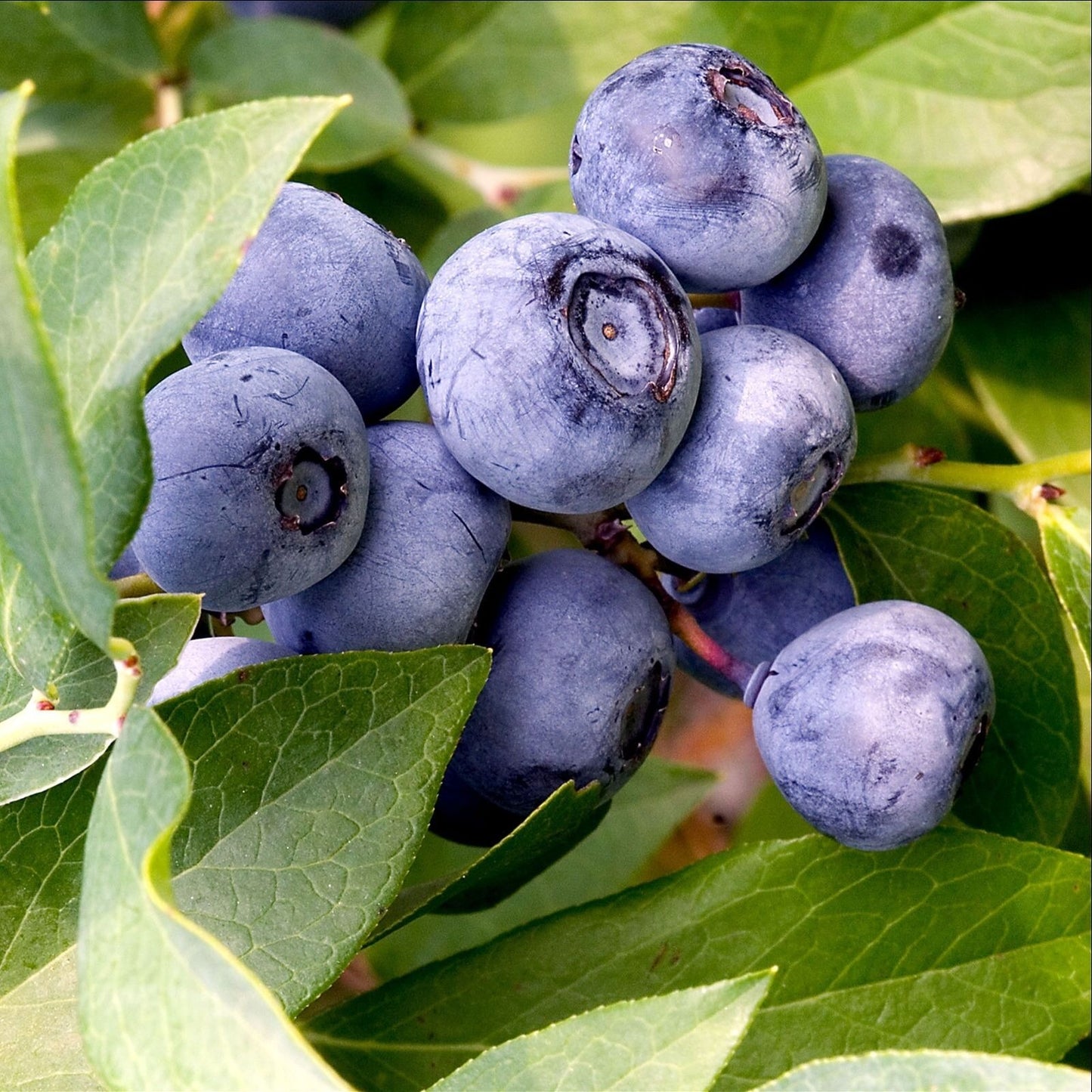 European Blueberry (Bilberry) Vaccinium myrtillus Heirloom Seeds