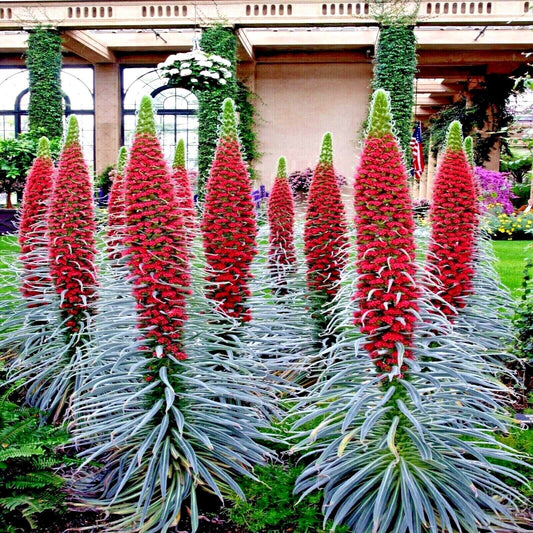 20 Tower of Jewels Seeds