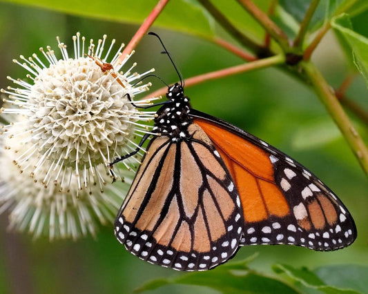 50 Buttonbush Shrub - Honeyball Seeds
