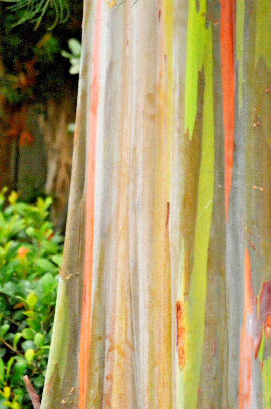 Close-up of a colorful eucalyptus tree with blurred green foliage in the background