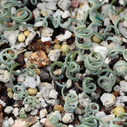 20 Albuca Concordiana Succulent Seeds