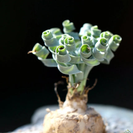 20 Albuca Concordiana Succulent Seeds