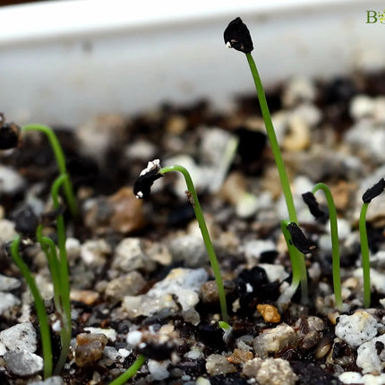 20 Albuca Concordiana Succulent Seeds