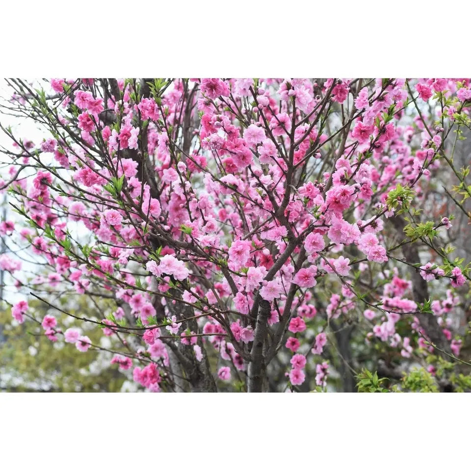 5 Peach Fruit Tree Seeds