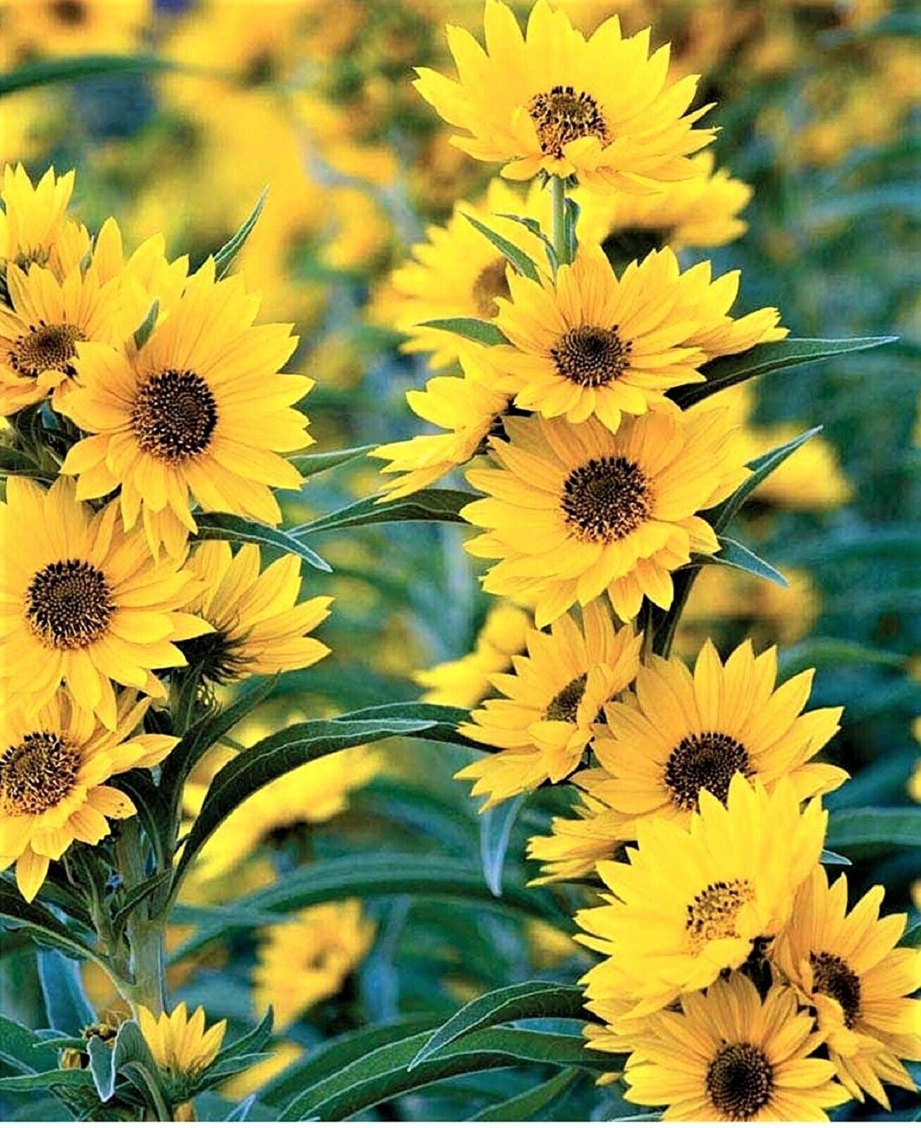 Maximilian Sunflower Flower Seeds