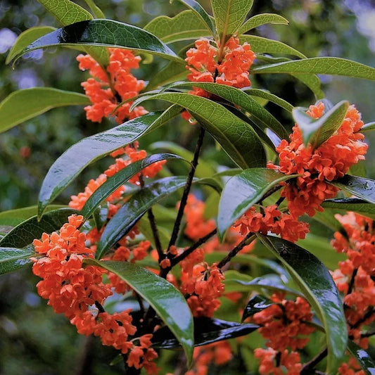 Red Flowering Fragrant Tea Olive Live Plant - 1 Qt.