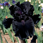 Black - 10 Seeds