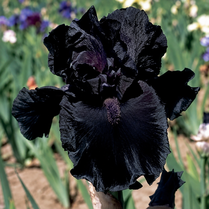 20 Iris Seeds – Choose a Parent Flower – parent plant reference; seed-grown results may vary 19