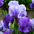 Lavender-Twin