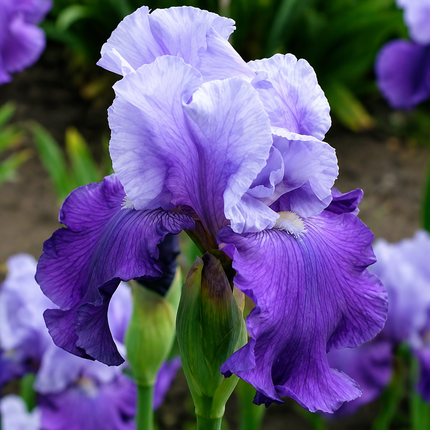 20 Iris Seeds – Choose a Parent Flower – parent plant reference; seed-grown results may vary 17