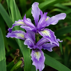 Lilac Green