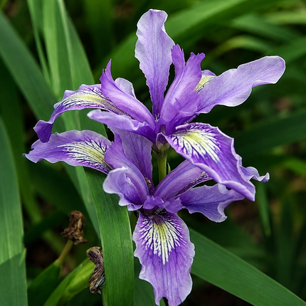20 Iris Seeds – Choose a Parent Flower – parent plant reference; seed-grown results may vary 20