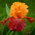 Orange Flame
