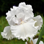 Pure White