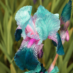 Teal-Pink