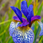 Yellow-Blue