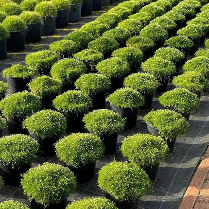 Irish Moss Pearlwort Seeds – Sagina subulata - Seed World