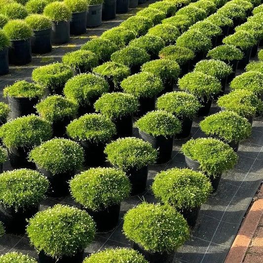 Irish Moss Pearlwort Seeds – Sagina subulata - Seed World