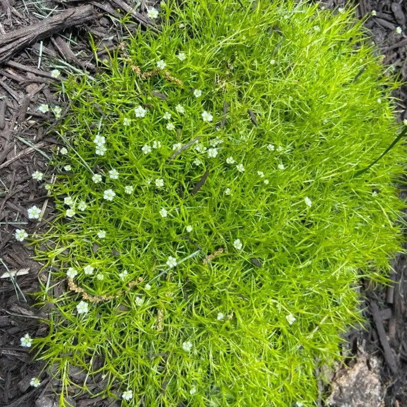 Irish Moss Pearlwort Seeds – Sagina subulata - Seed World