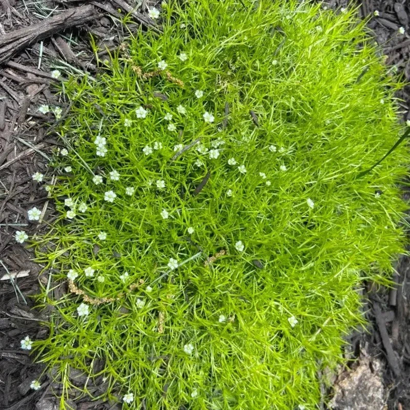 Irish Moss Pearlwort Seeds – Sagina subulata - Seed World