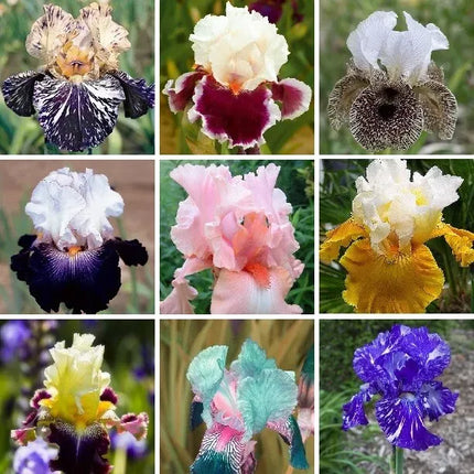Iris Seeds – Heirloom Mixed Varieties (30 Seeds)