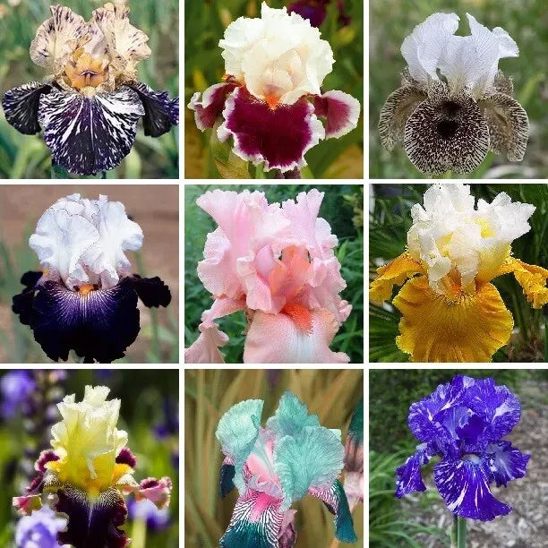 Iris Seeds – Heirloom Mixed Varieties (30 Seeds)