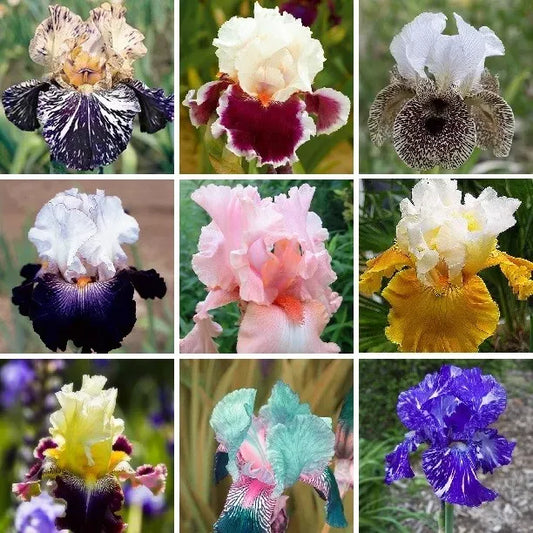 Iris Seeds – Heirloom Mixed Varieties (30 Seeds)