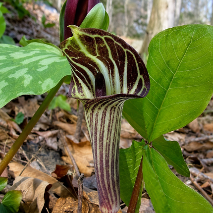 5 Jack In The Pulpit Seeds