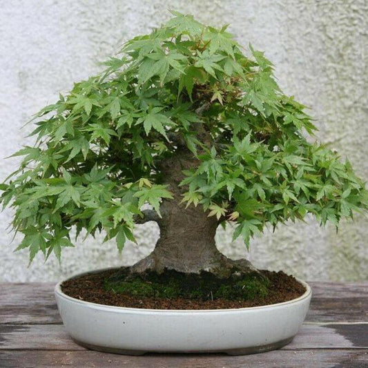 25 Japanese Maple Tree Seeds