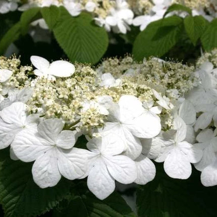 Japanese Snowball Viburnum white spring flower clusters