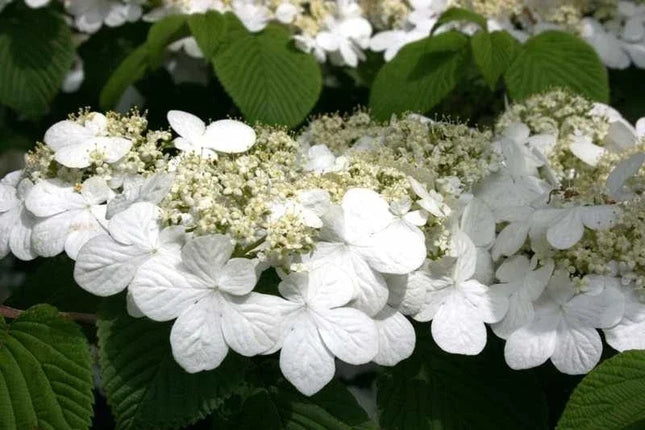 Japanese Snowball Viburnum white spring flower clusters