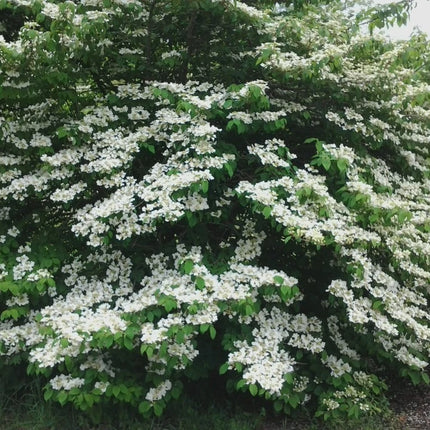 Japanese Snowball Viburnum young live plant