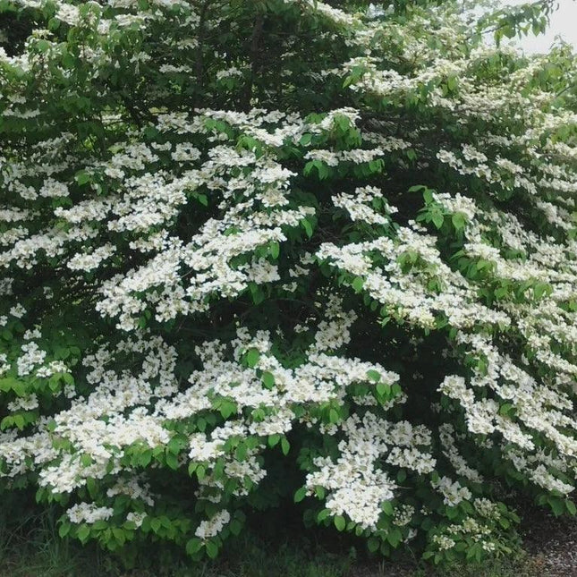 Japanese Snowball Viburnum young live plant