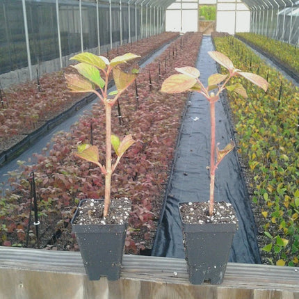 Japanese Snowball Viburnum foliage and branching