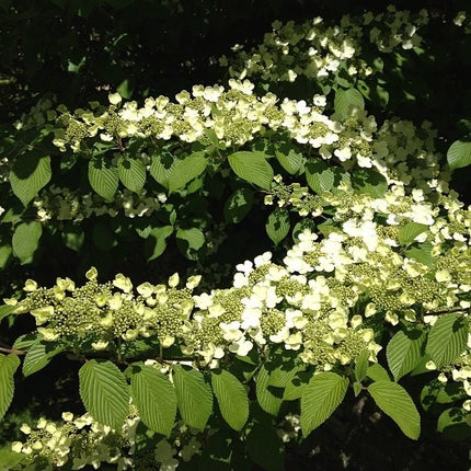 Japanese Snowball Viburnum mature flowering shrub