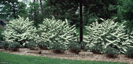 Japanese Snowball Viburnum live plant detail